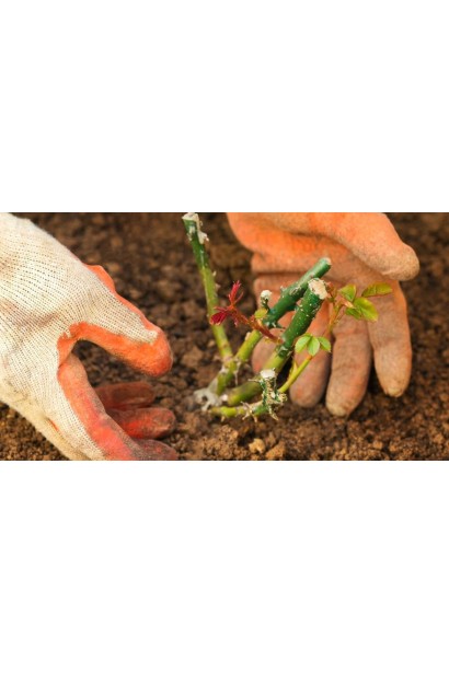 Роза Твист – посадка саженца в открытый грунт